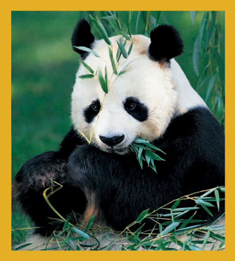 Panda - Magnetic Bookmark