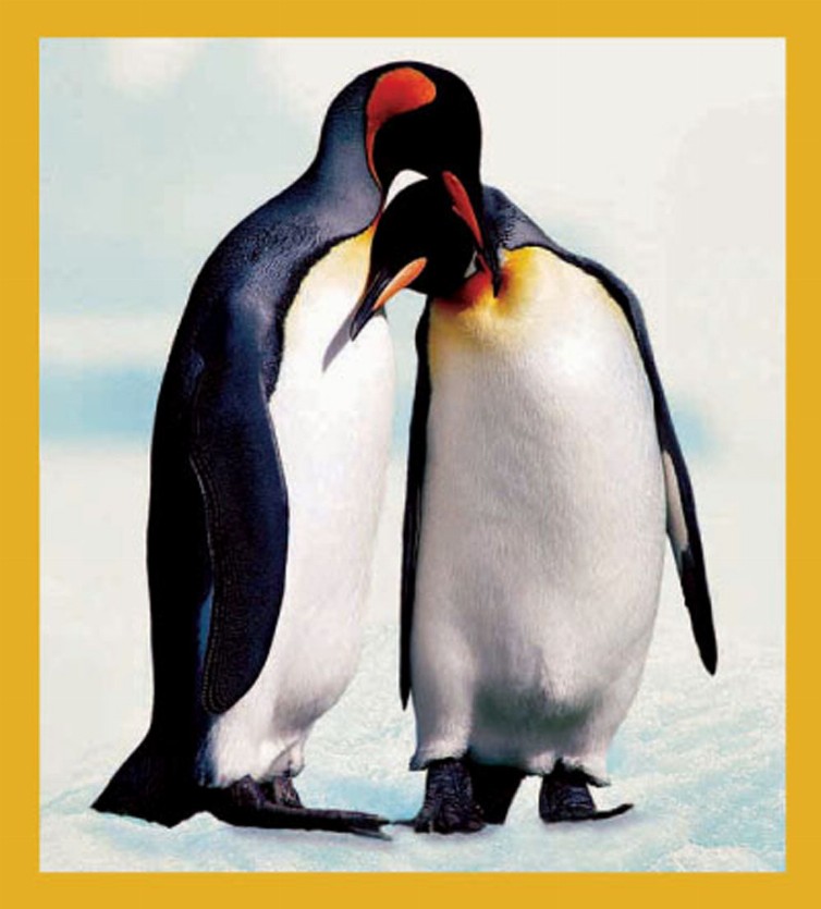 Penguins - Magnetic Bookmark