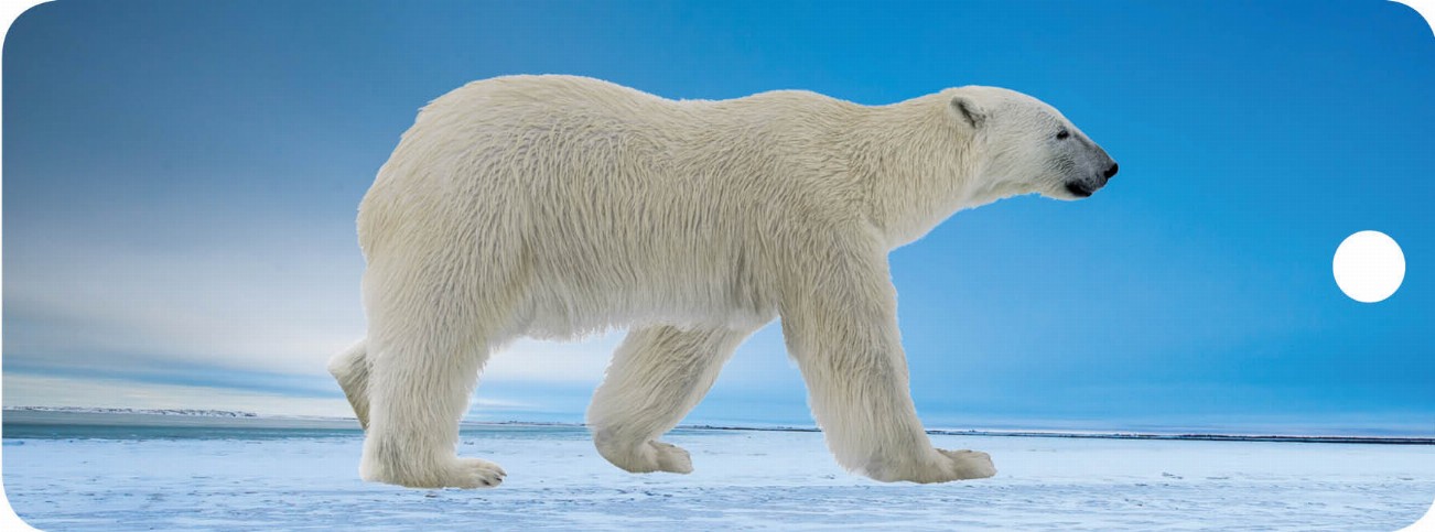 Polar Bear - Motion Bookmark