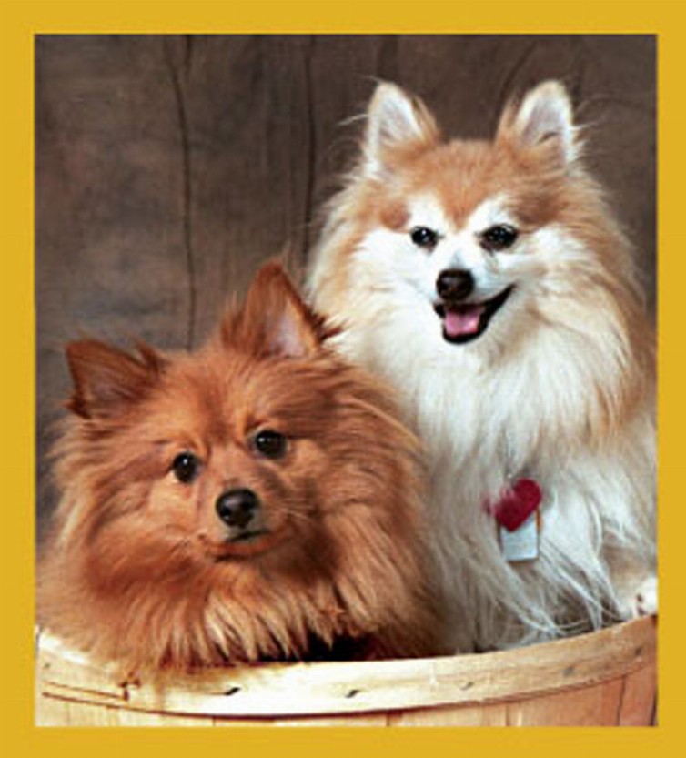 Pomeranians - Magnetic Bookmark