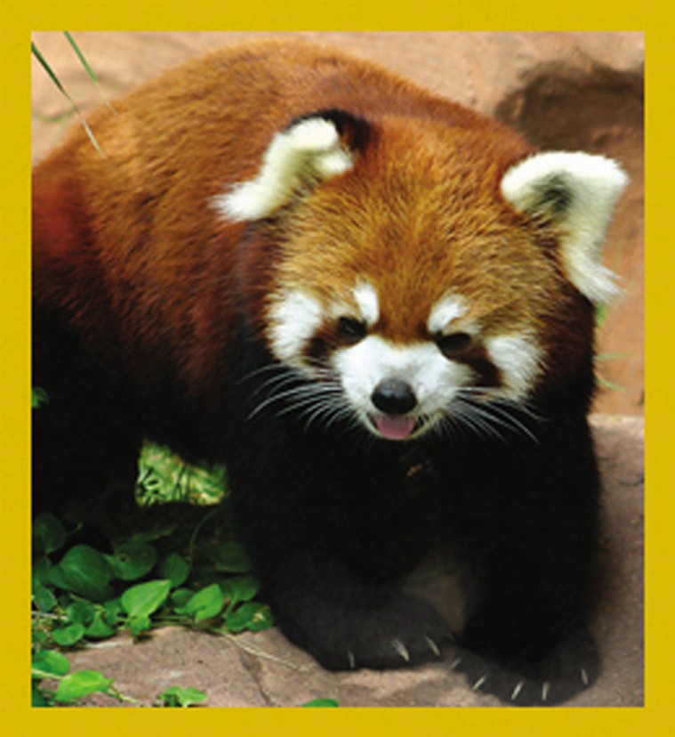 Red Panda - Magnetic Bookmark