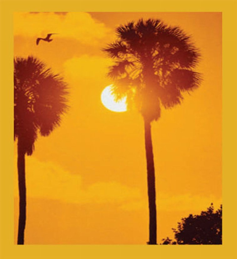 Sabal Palms at Sunset - Magnetic Bookmark