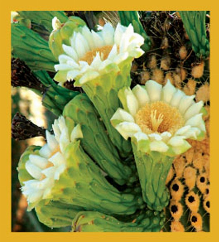 Saguaro Cactus Flowers - Magnetic Bookmark