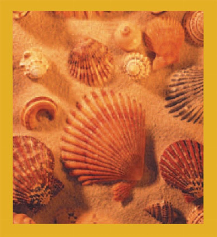 Sea Life - Magnetic Bookmark - Seashells