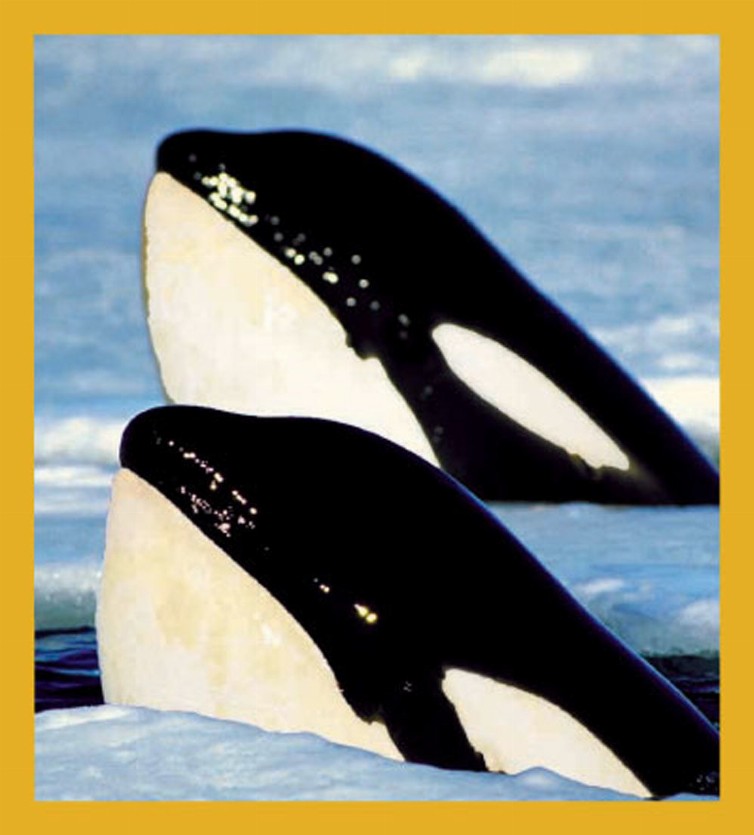 Sea Life - Magnetic Bookmark - Orcas
