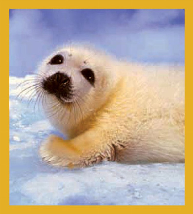 Sea Life - Magnetic Bookmark - Baby Seal