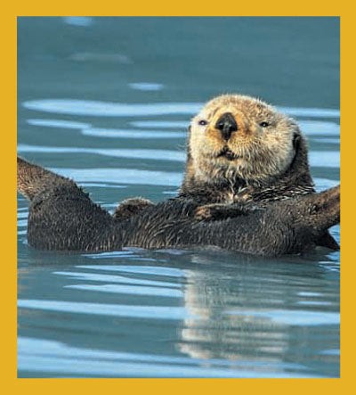 Sea Life - Magnetic Bookmark - Sea Otter