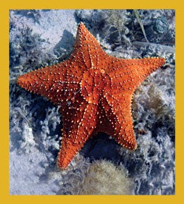 Sea Life - Magnetic Bookmark - Cushion Starfish