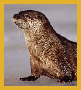 Sea Life - Magnetic Bookmark - River Otter