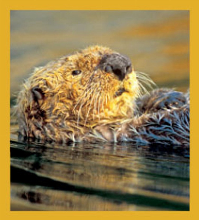 Sea Life - Magnetic Bookmark - Sea Otter