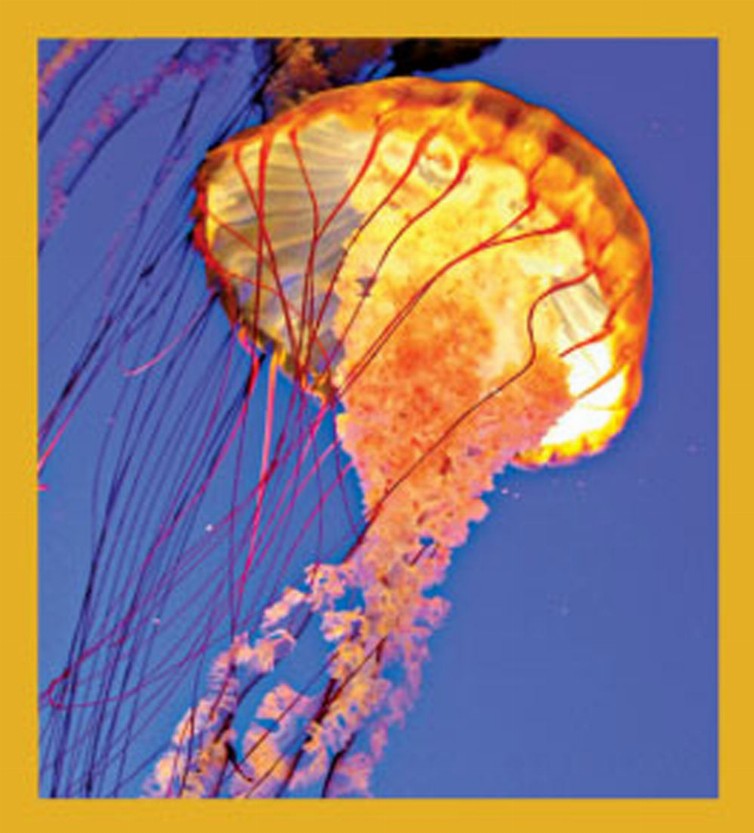 Sea Life - Magnetic Bookmark - Jellyfish