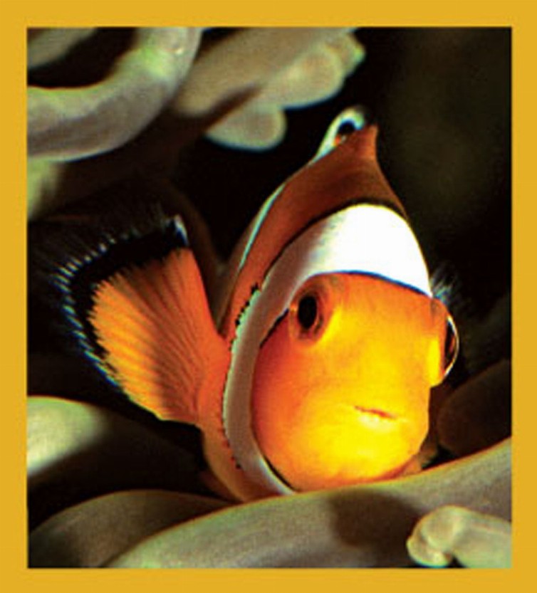 Sea Life - Magnetic Bookmark - Clownfish