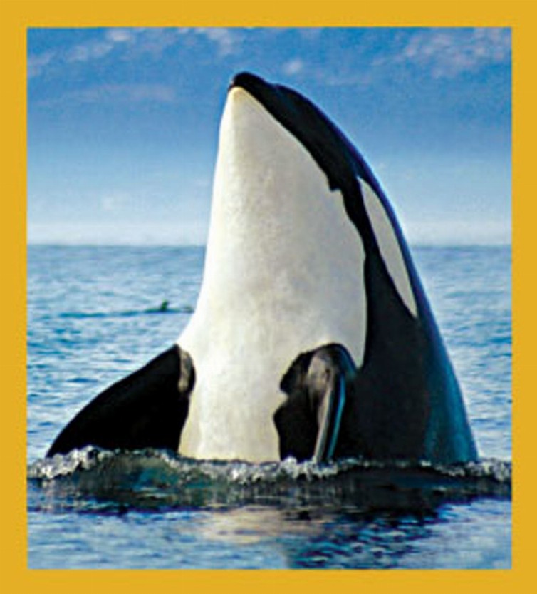 Sea Life - Magnetic Bookmark - Orca