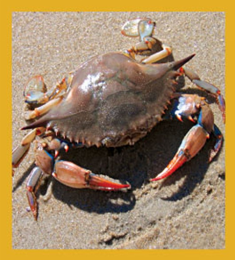 Sea Life - Magnetic Bookmark - Blue Crab