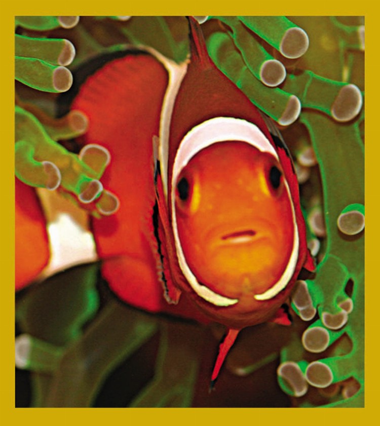 Sea Life - Magnetic Bookmark - Clownfish & Anemone