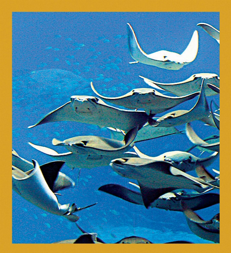 Sea Life - Magnetic Bookmark - Manta Rays