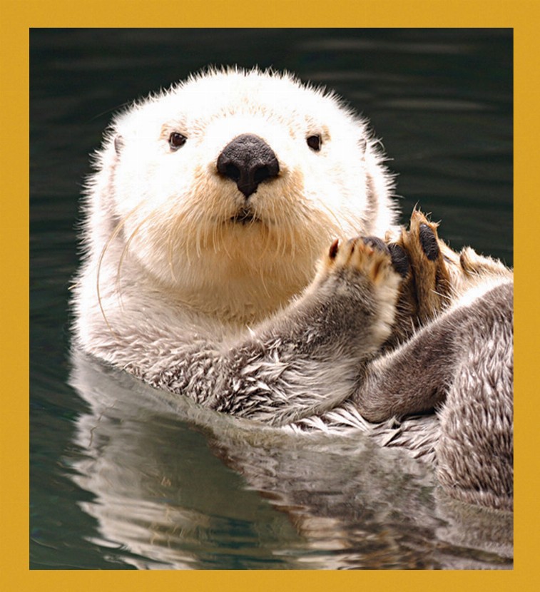 Sea Life - Magnetic Bookmark - Sea Otter