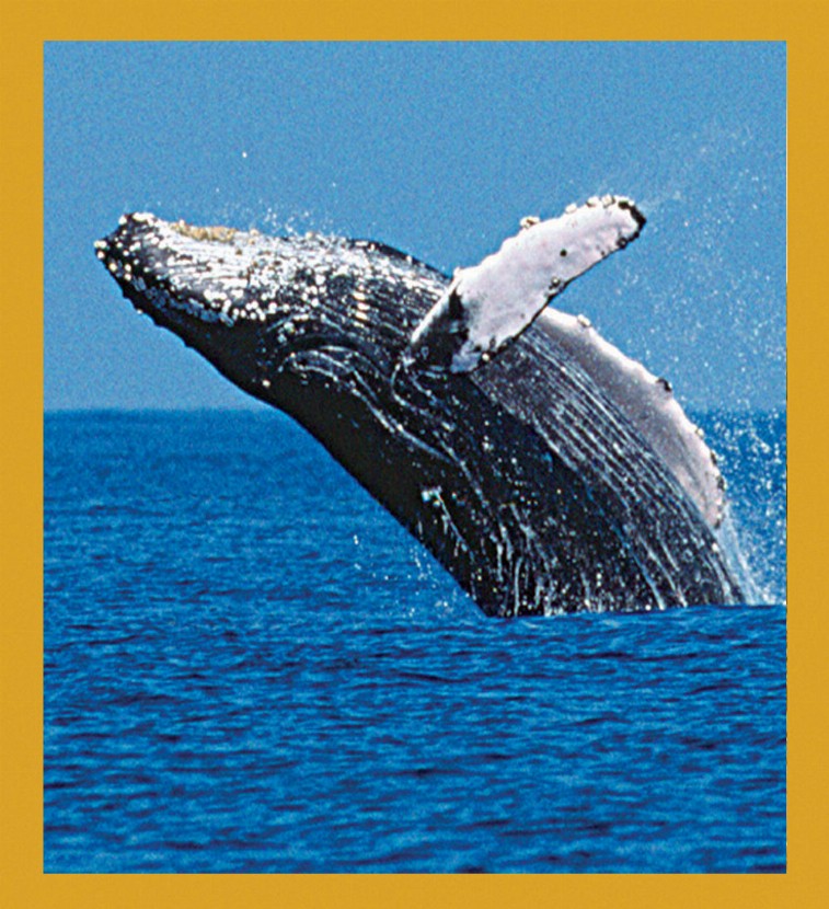 Sea Life - Magnetic Bookmark - Whale Breaching