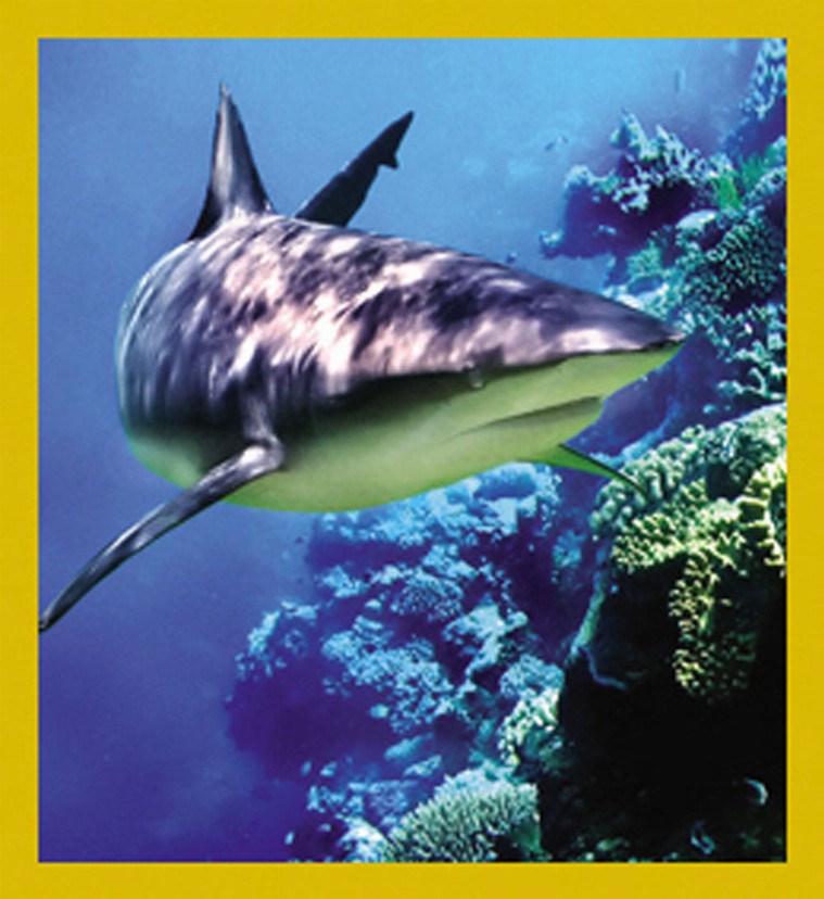 Sea Life - Magnetic Bookmark - Shark