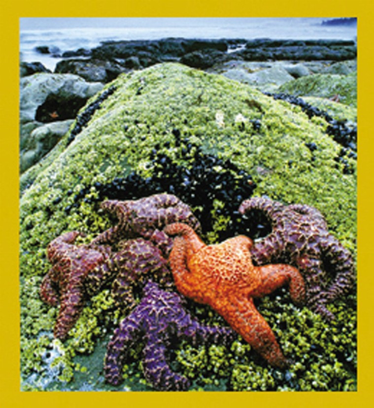 Sea Life - Magnetic Bookmark - Colorful Starfish