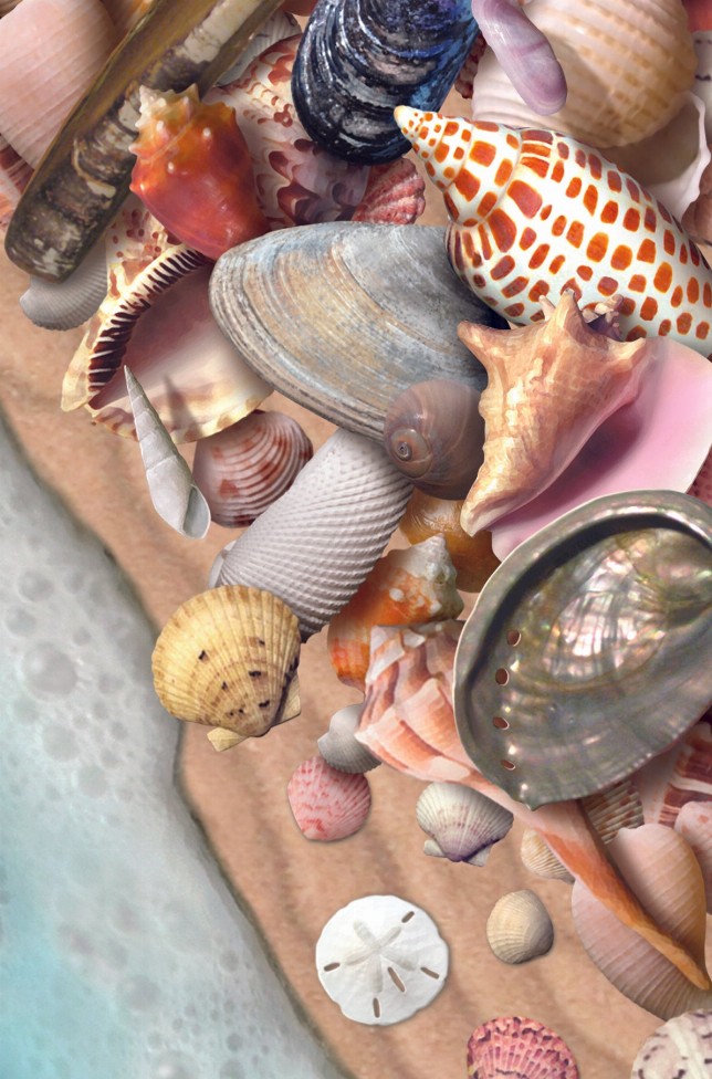 She Sells Sea Shells - Motion Postcard