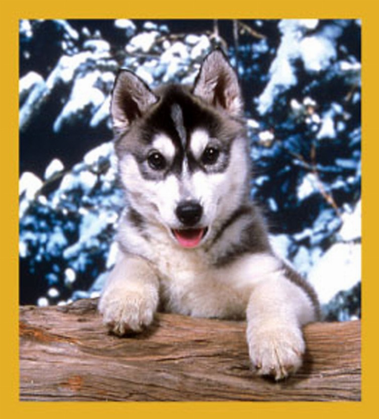 Siberian Husky - Magnetic Bookmark