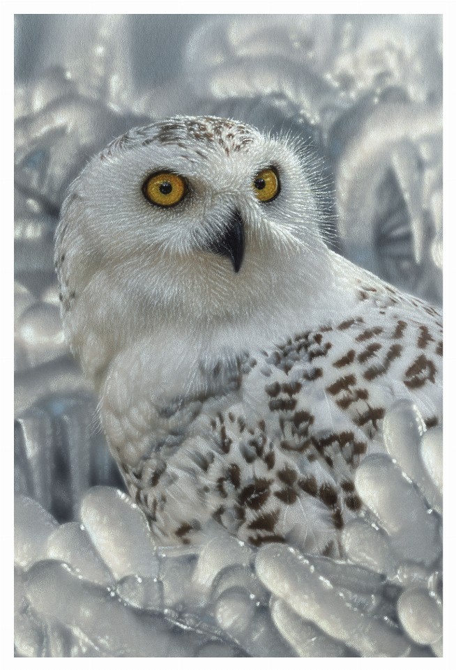 Snow Owl - 3D Postcard
