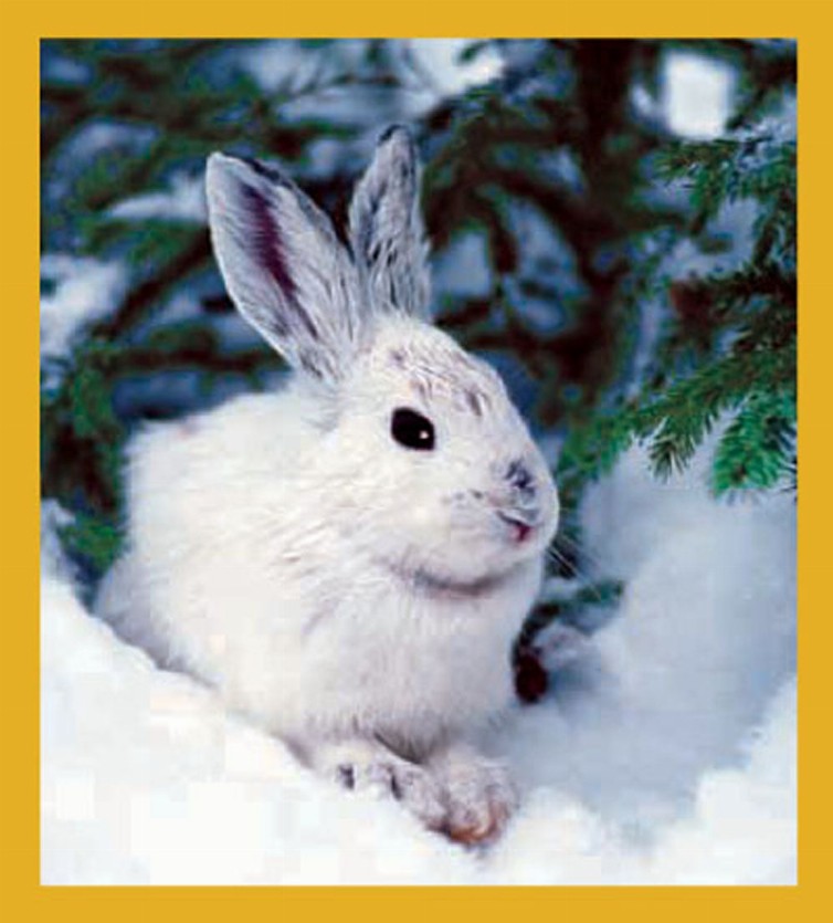 Snowshoe Hare - Magnetic Bookmark