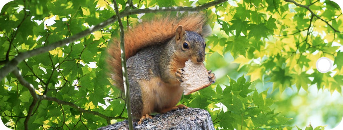 Squirrel - Motion Bookmark