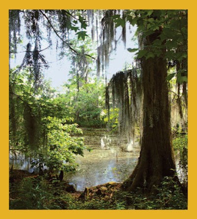 Swamp in the South - Magnetic Bookmark