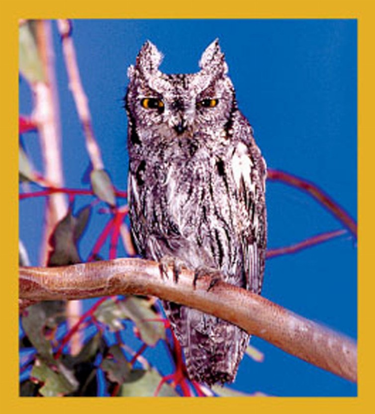 Western Screech Owl - Magnetic Bookmark