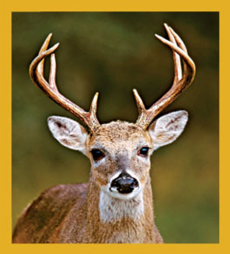 White-Tailed Deer - Magnetic Bookmark