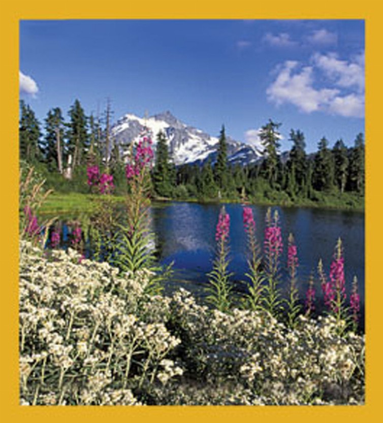Wildflowers at Mount Shushkan, WA - Magnetic Bookmark