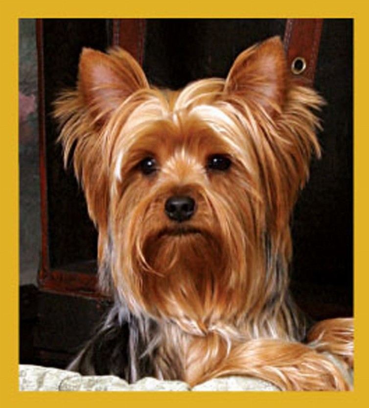 Yorkshire Terrier - Magnetic Bookmark