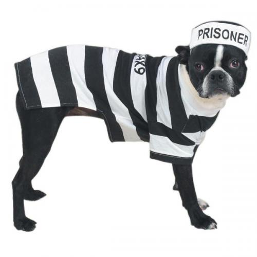 Casual Canine Prison Pooch Costume - Medium