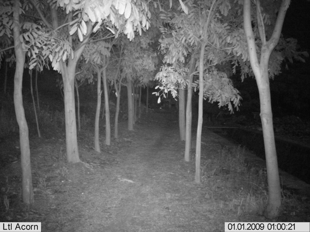 Record Movements To 65 Feet w/ AcornTrail Hunting Trail Camera