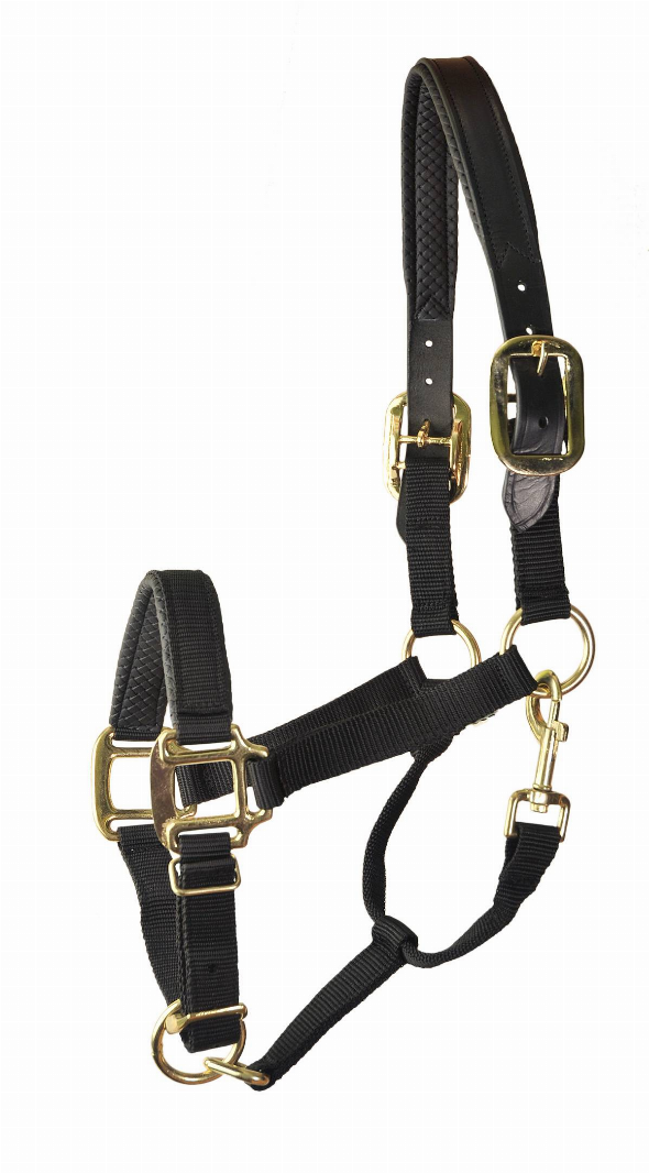 Gatsby Premium Nylon Halter with Padded Leather Overlay - Oversize Black