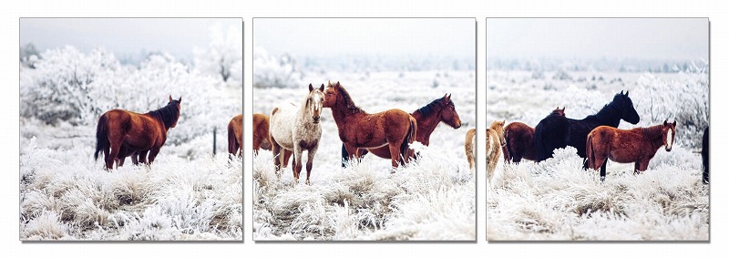 24" Multicolor Canvas 3 Horizontal Panels Horses Photo
