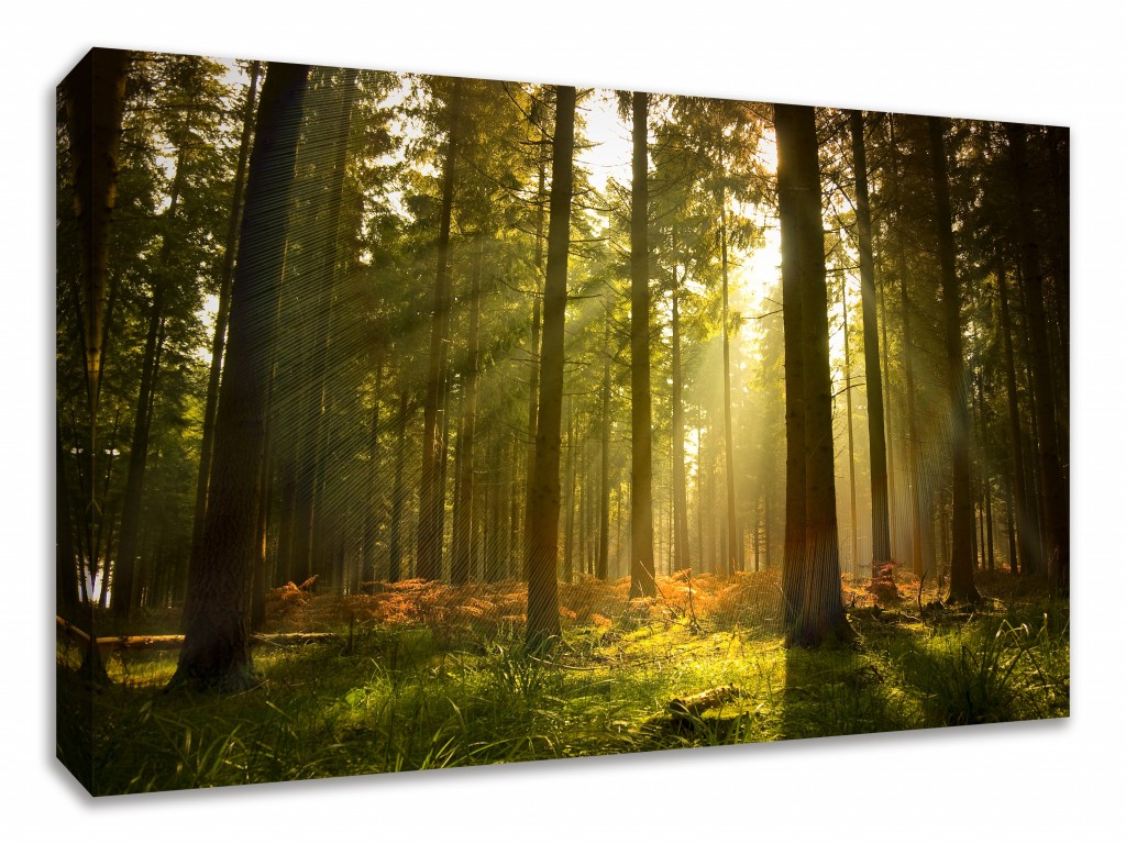 Sunrise in Forest Giclee Wrap Canvas Wall Art