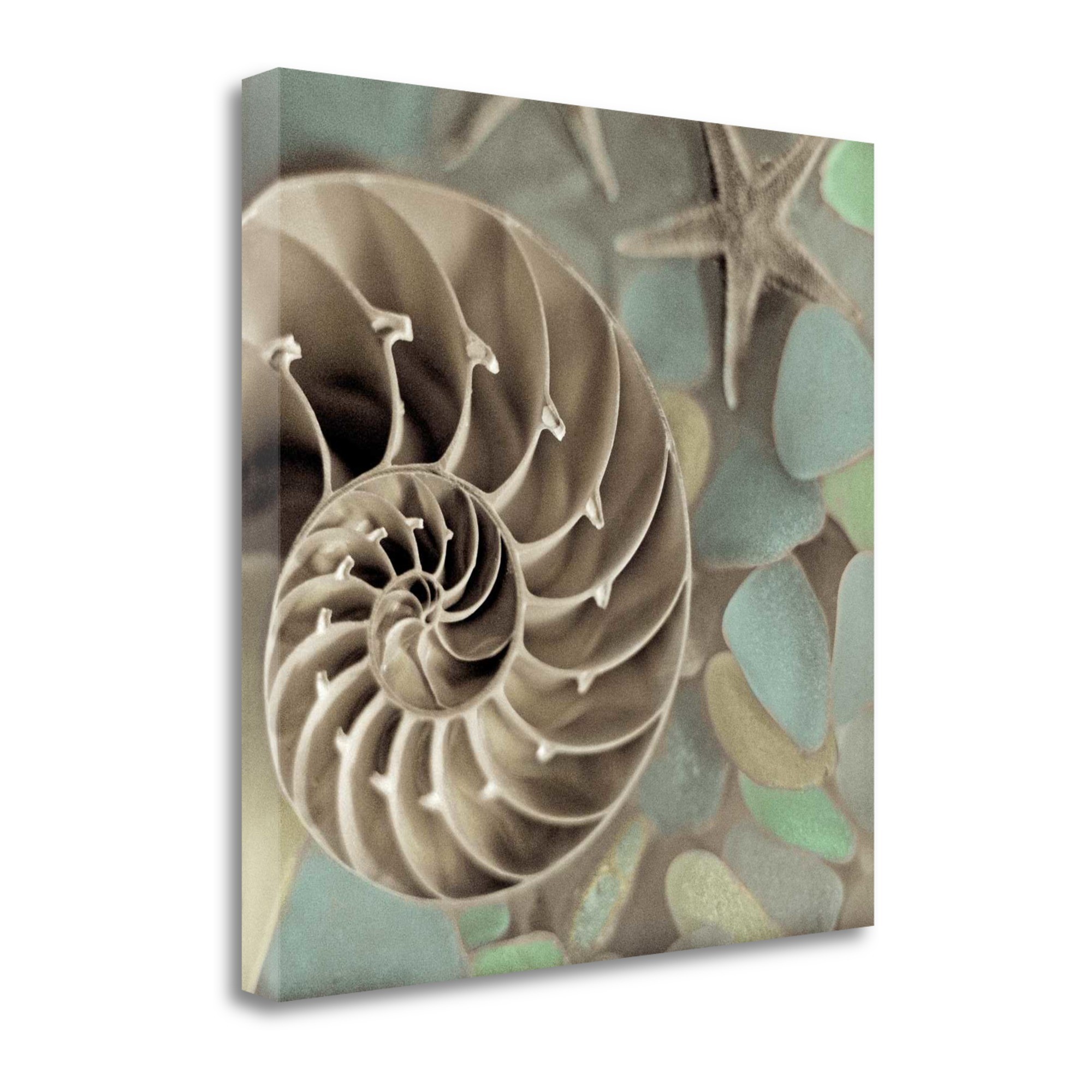 14" Snailshell and Seaglass 4 Giclee Wrap Canvas Wall Art