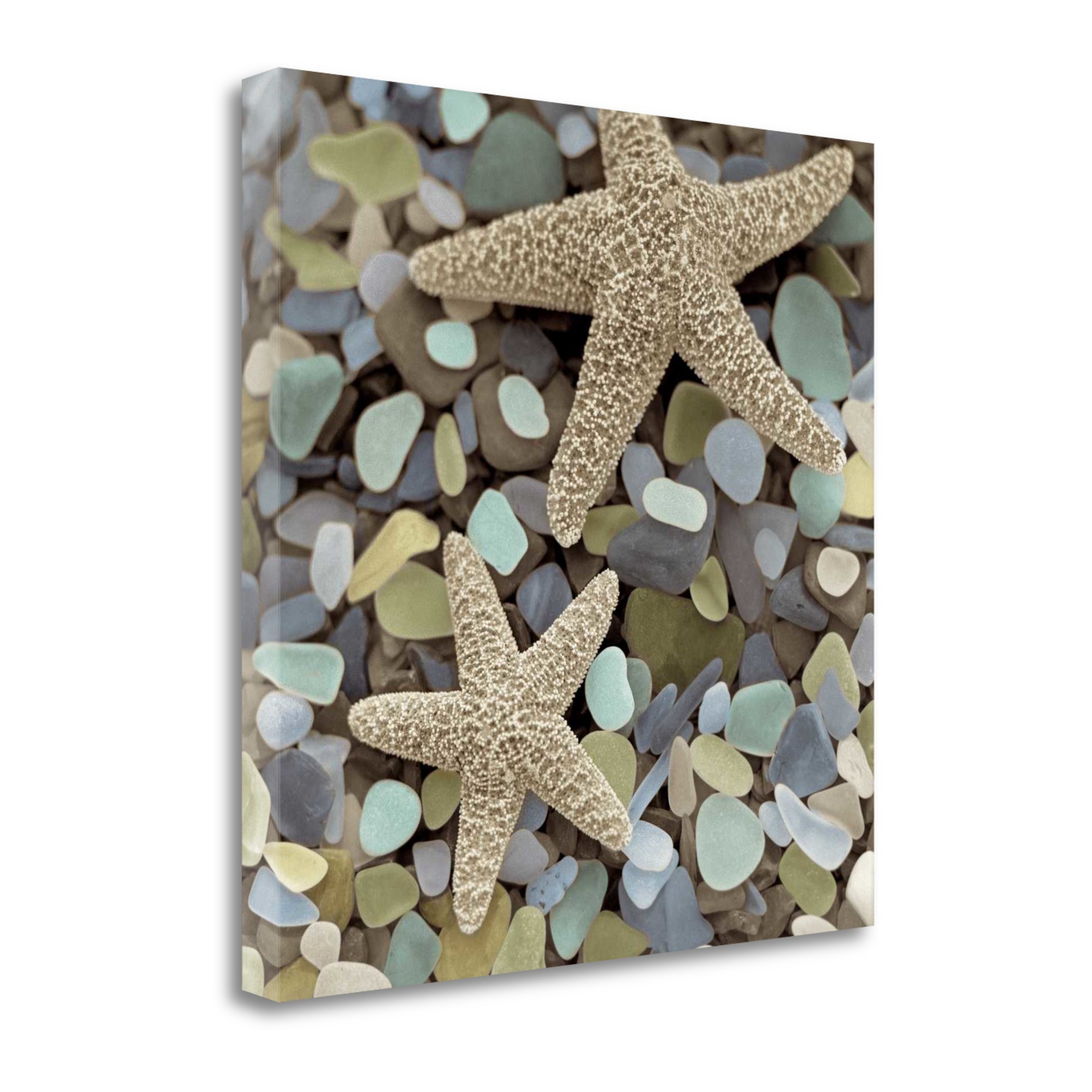 11" Two Starfish and Seaglass 3 Giclee Wrap Canvas Wall Art