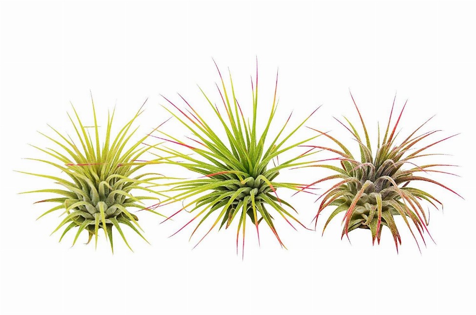 3 Ionantha Guatemala Air Plants