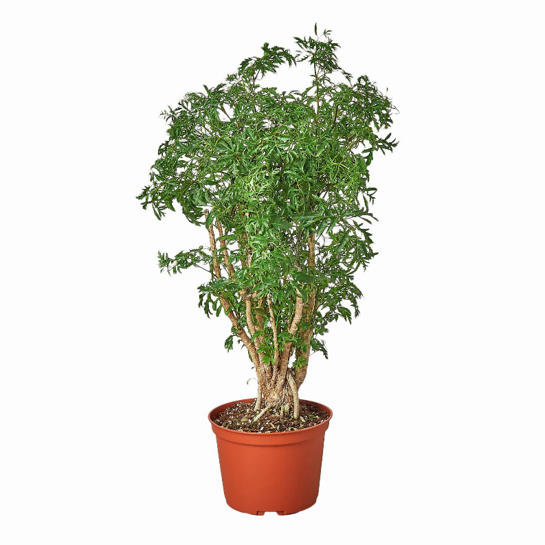 Aralia Ming Stump Plant