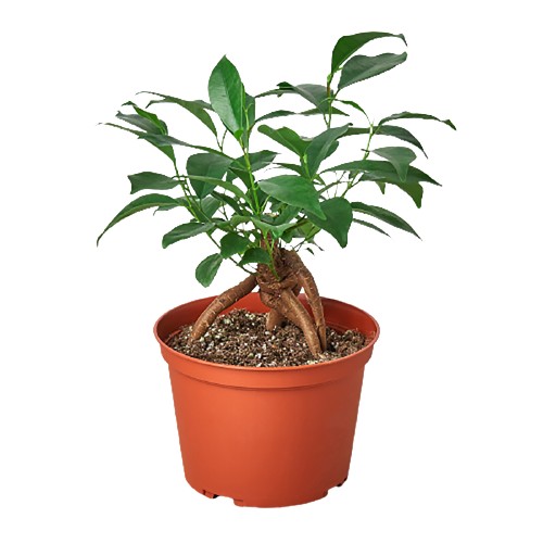 Ficus 'Ginseng'