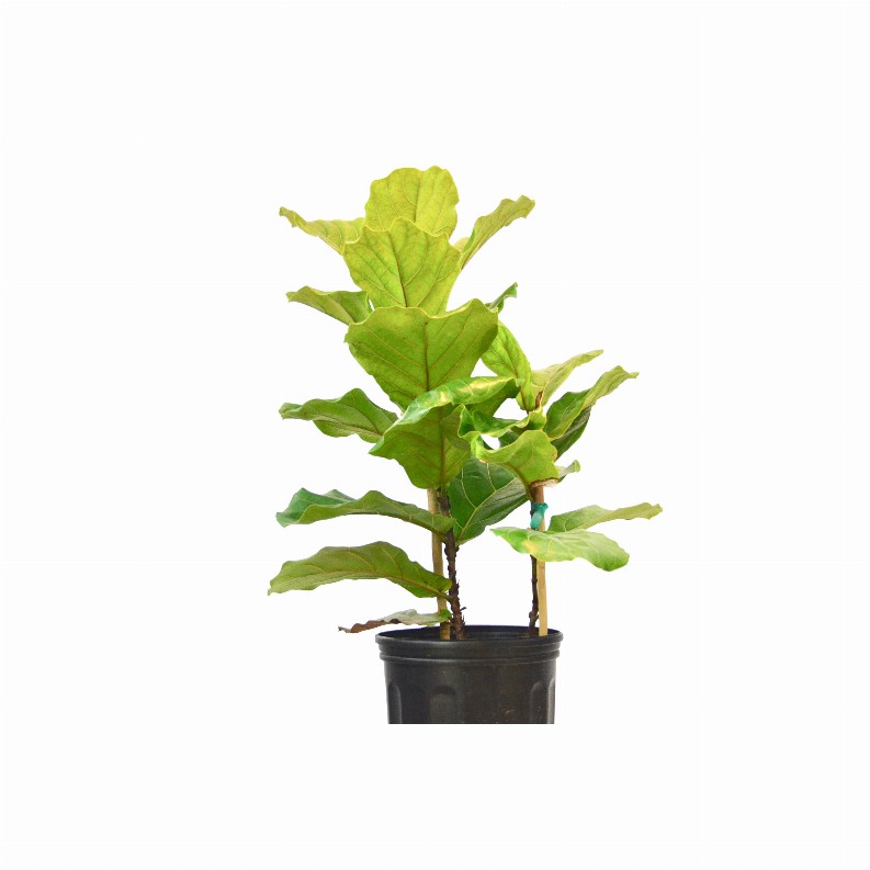 Ficus Lyrata 'Fiddle Leaf Fig'