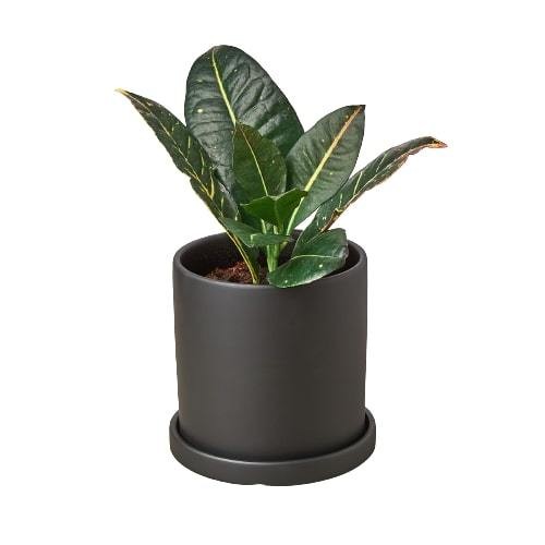 Matte Finish Cylinder Pot