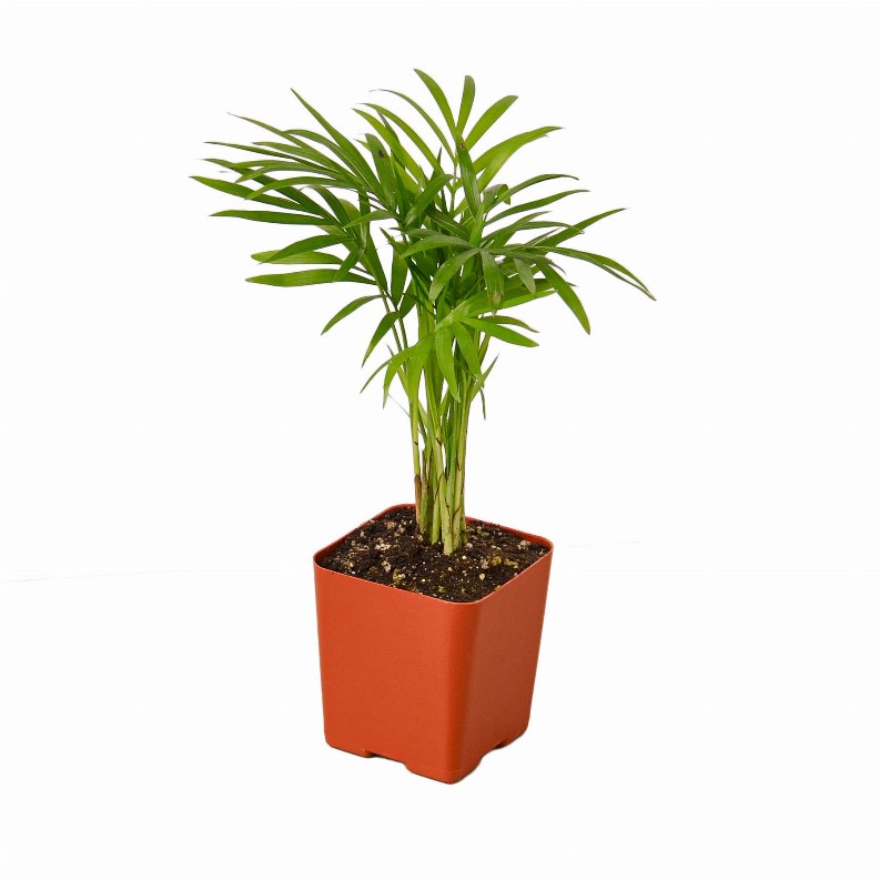 Parlor Palm - 3" Pot Nursery Pot