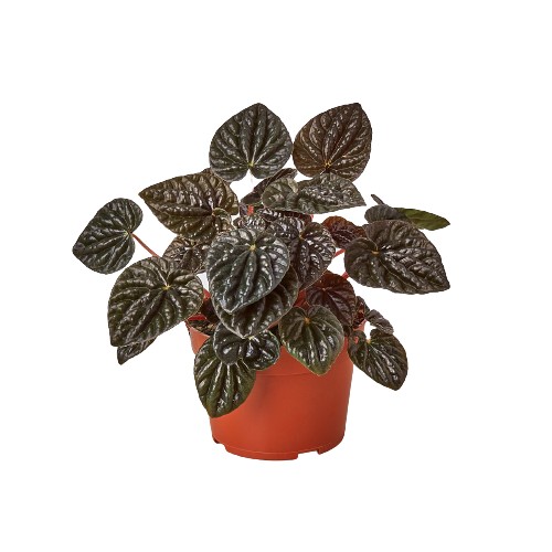 Peperomia 'Ripple Red'