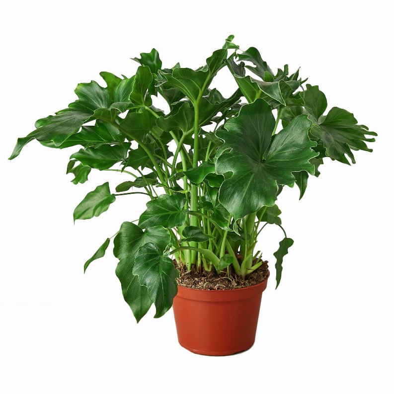 Philodendron Little Hope'