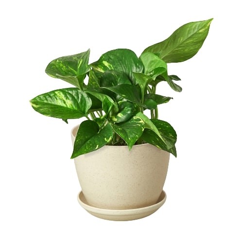 Pothos 'Golden' - 4 Inch Pot Terra Cotta Standard